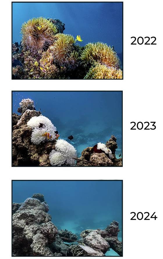 2023년에 발생한 해양열파로 인해 홍해 중부에 있는 한 무리의 말미잘이 건강한 상태(2022년)에서 백화 현상(2023년)을 거쳐 사멸(2024년)했다. 사진 npj Biodiversity