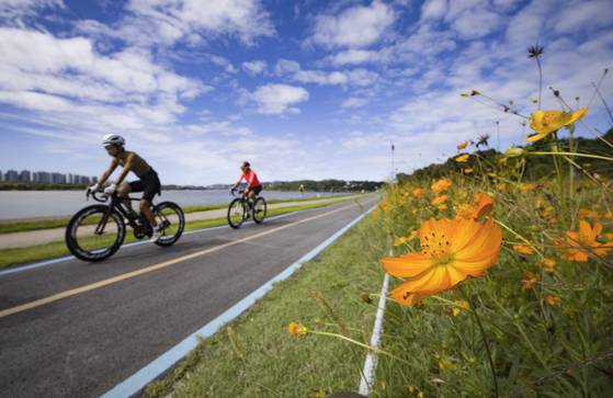 완연한 가을 날씨를 보인 21일 경기 남양주시 한강공원삼패지구 황화코스모스 밭 사이에서 시민들이 자전거를 타고 나들이를 즐기고 있다. 뉴시스