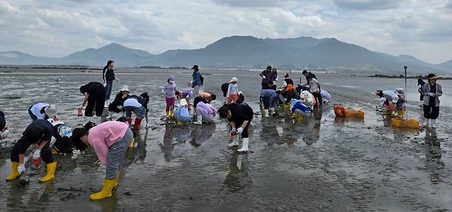 서산초 학생들이 인근 갯벌에서 현장 체험학습을 하고 있다. 서산초 제공