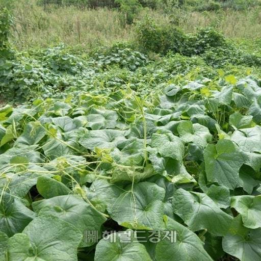 나무와 풀등을 휘감아 고사시키는 식물계 황소개구리 로 불리는 외래종 가시박이 순흥면 도로변에 지천이다[사진=김성권 기자]