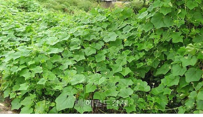 나무와 풀등을 휘감아 고사시키는 식물계 황소개구리 로 불리는 외래종 가시박이 장수면 도로변에 지천이다[사진=김성권 기자]