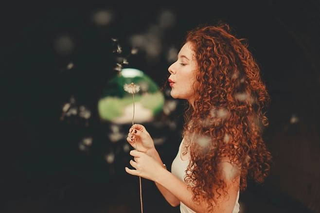 민들레 씨앗을 한숨에 불어날리는 것은 의외로 어렵다. 기초과학자와 공학자들이 민들레 씨앗을 한 번에 다 날려 보내기가 어려운 이유를 밝혀내 눈길을 끈다.  언스플래쉬 제공