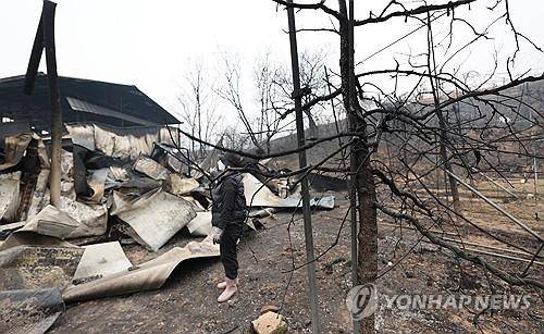 타버린 사과밭 [연합뉴스 자료사진]