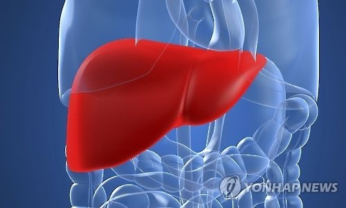 최근 스위스 제약사 로슈가 MASH 치료제 후보 물질을 보유한 미국 바이오기업 89바이오를 인수한 가운데, FDA 승인을 받은 MASH 치료제가 2개밖에 없는 상황에서 관련 치료제 개발 경쟁이 치열해지고 있다. 사진 연합뉴스.