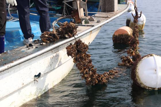 지난해 여름 빈산소수괴(산소부족 물덩어리) 탓에 경남 고성군에 있는 굴 양식장에서 굴이 폐사했다. 사진 고성군