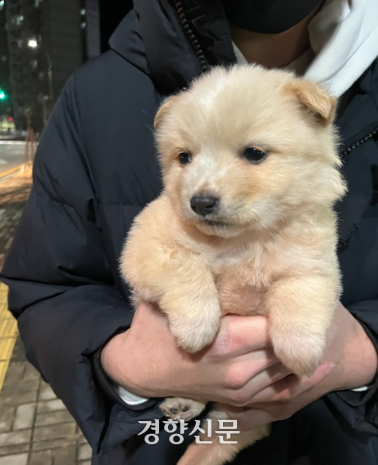 입양·임시보호 명목으로 데려온 개와 고양이 11마리를 죽인 혐의로 재판에 넘겨져 유죄 판결을 받은 B씨가 강아지를 안고 가는 모습. 동물권행동 카라 제공