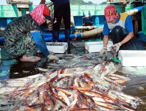 충남 태안 앞바다에서 오징어가 풍년을 이루고 있다. [사진 = 연합뉴스]