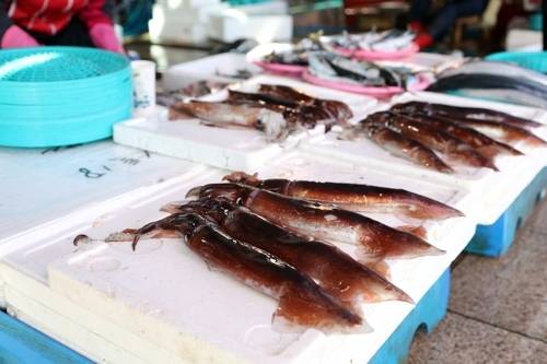 경북 포항 죽도시장에 오징어가 진열돼 있다. [사진 = 연합뉴스]