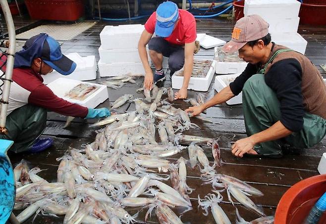 충남 태안군 신진도 항구.  연합뉴스