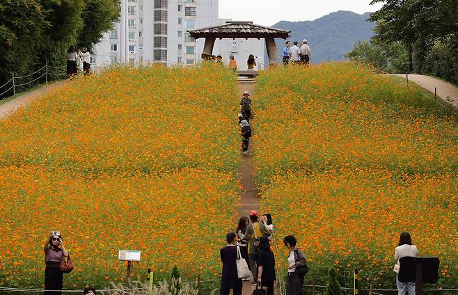 22일 서울 송파구 올림픽공원 들꽃마루를 찾은 시민들이 활짝 핀 황화 코스모스를 보며 가을을 만끽하고 있다. 이재문 기자
