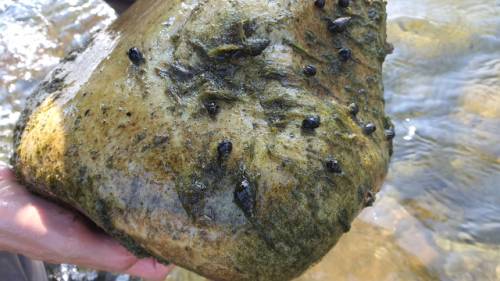 ◇정선군이 남한강 상류 생물 다양성 보전을 위한 기초자료 연구용역 도중 골지천 일원에서 환경부 지정 멸종위기종인 염주알 다슬기 집단 서식이 확인돼 관심을 모으고 있다. <사진제공=(주)케이에코>