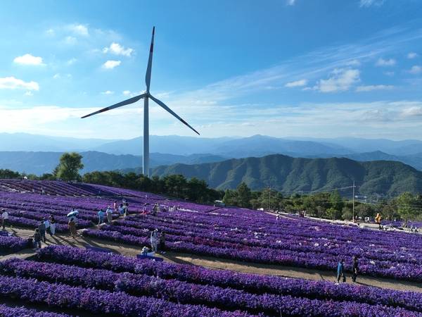 23일 거창군 감악산 정상과 별바람언덕에서 '제5회 감악산 꽃별여행'이 열렸다. 이날 방문한 시민들이 정상에 핀 애스터 꽃을 감상하고 있다. 축제는 내달 12일까지 열린다. /김연수 기자