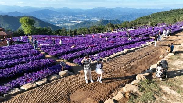 23일 거창군 감악산 정상과 별바람언덕에서 '제5회 감악산 꽃별여행'이 열렸다. 이날 방문한 시민들이 정상에 핀 애스터 꽃을 감상하고 있다. 축제는 내달 12일까지 열린다. /김연수 기자