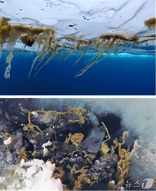 북극 해빙 바닥에 붙어 있는 해빙미세조류(위쪽)와 해빙이 녹은 후 바다로 떨어져 나간 해빙미세조류(극지연구소 제공)
