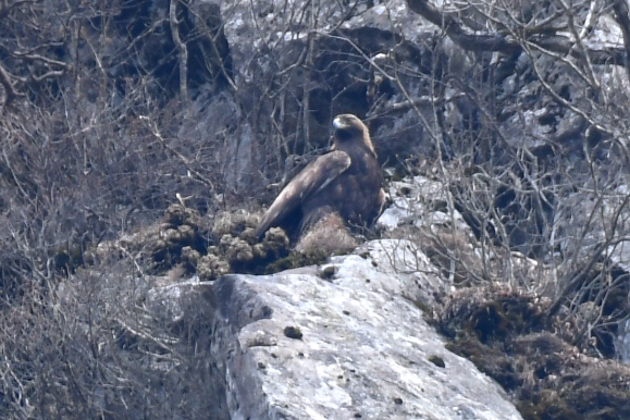 국립생태원이 제주도 한라산에서 발견한 검독수리 수컷 성조의 모습. 국립생태원 제공