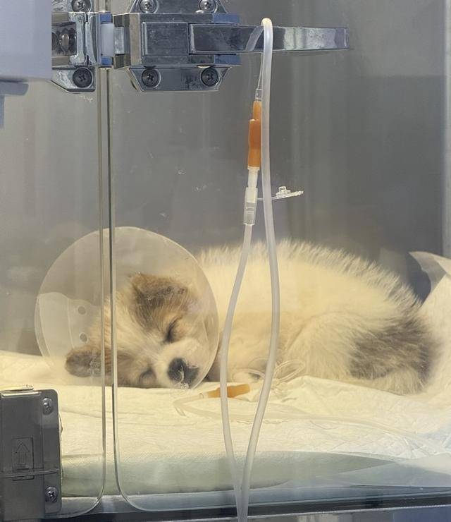 걱정하지마, 난 파보와 코로나를 이기기 위해 우선 꿀잠을 잘게