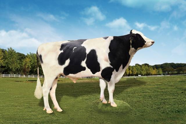 올 상반기 선발 보증씨수소 ‘트러스트’ 젖소 사진. 농촌진흥청