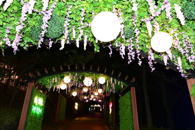 대가야수목원 빛의 숲 조명이 이채롭다.