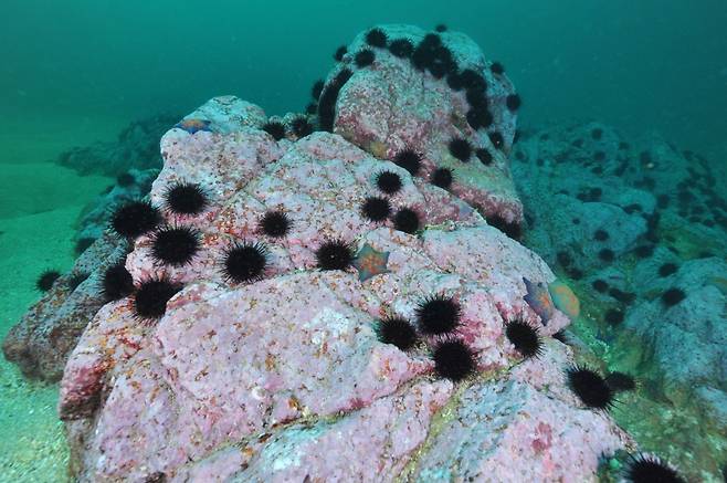 제주 연안 바다에 확산된 갯녹음 현상.