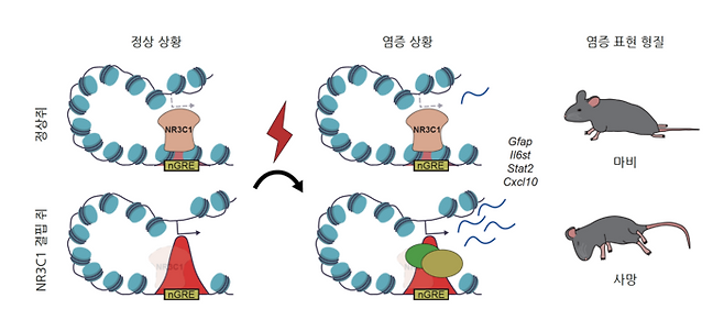 NR3C1 유전자(글루코코르티코이드 수용체)가 별아교세포의 면역 반응을 어떻게 억제하는지 보여주는 연구 모식도.