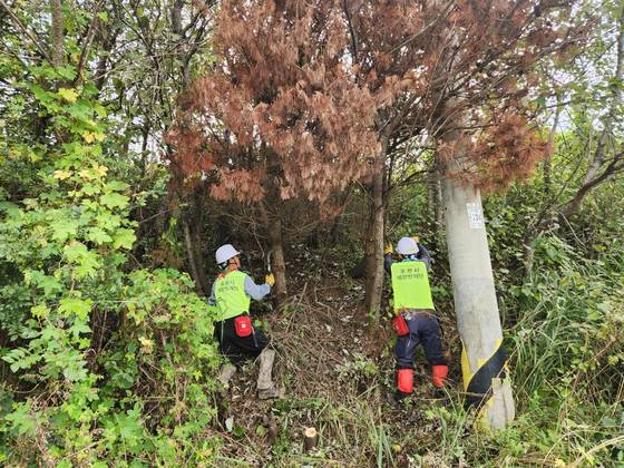 지난 22일 경북 포항시 남구 구룡포읍 한 도롯가에서 포항시 산림병해충 예찰방제단 관계자들이 소나무재선충병 감염 고사목 제거 작업을 하고 있다. 김정석 기자