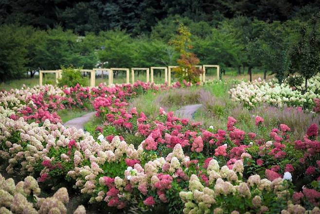 봉자 페스티벌이 열리는 국립백두대간수목원. 한국수목원정원관리원