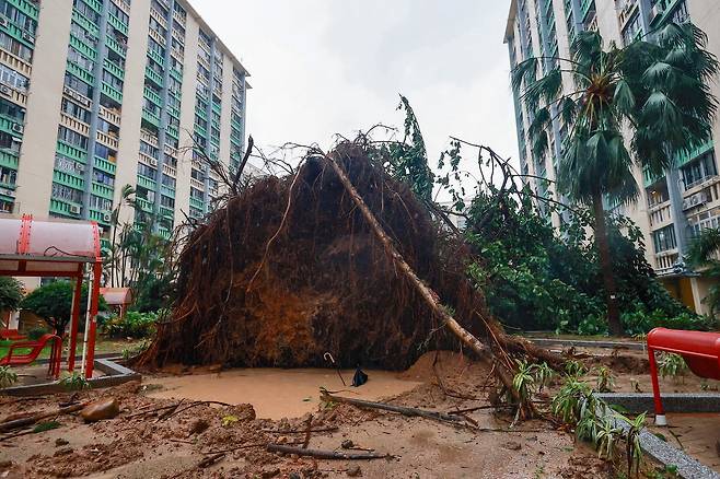 태풍 라가사의 영향으로 나무가 쓰러져있는 홍콩. [EPA]