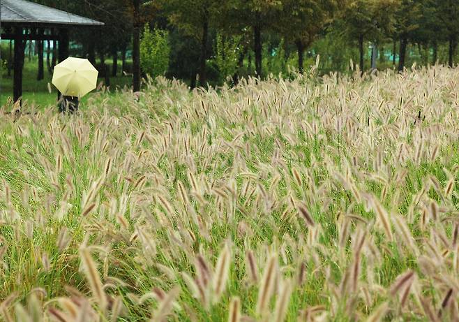 17일 경기도 수원시 팔달구 서호꽃뫼공원에서 우산을 쓴 시민이 수크령 사이를 걷고 있다. [연합]