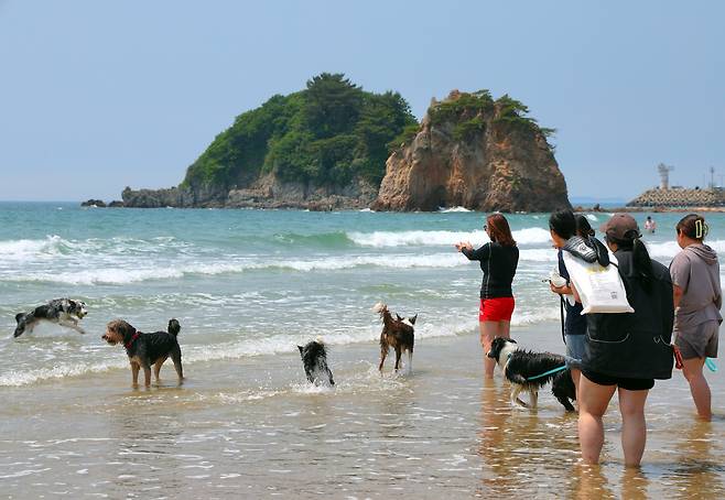 지난주 말 태안 안면도 꽃지해수욕장 풍경 [태안군 제공. 재판매 및 DB 금지]