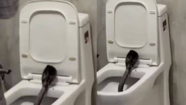 인도 라자스탄주 푸시카르의 한 호텔 변기 안에서 발견된 1.5m 길이의 독사 코브라. 소셜미디어(SNS) 캡처