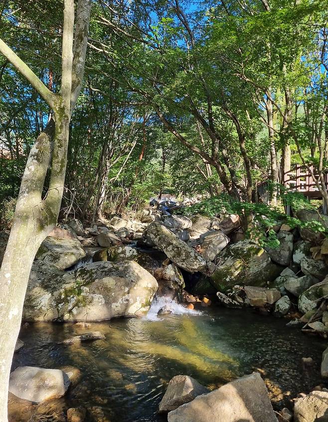 국립진안고원 산림치유원 내 숲길 [촬영 박주영]