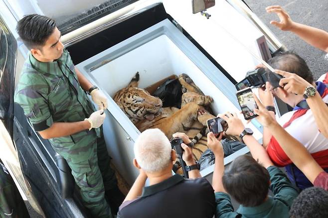 말레이시아, '국가상징' 호랑이 사체 소지 3명에 징역 7년 [스타 홈페이지 캡처. 재판매 및 DB 금지]