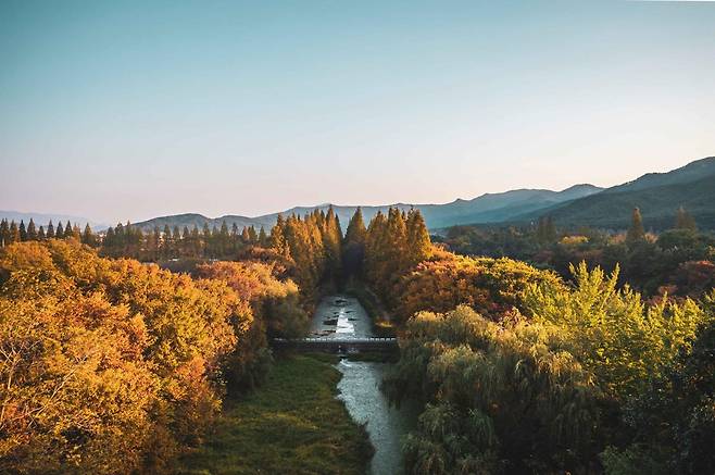 경북 경주시에 있는 경북천년숲정원이 가을 단풍으로 붉게 물든 모습. 한국관광공사 제공