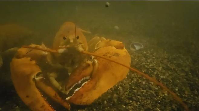 3000만분의 1 확률로 발견되는 오렌지색 희귀 바닷가재. 사진=Humane Long Island