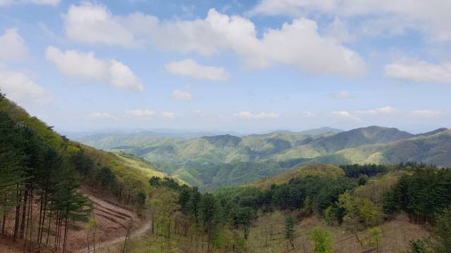 ▲ 강원대학교 학술림 전경