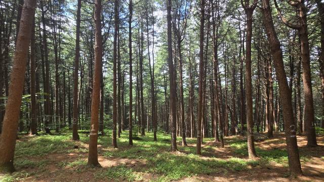 ▲ 강원대학교 학술림 내 조성된 잣나무 조림지   강원대학교 제공·최현정 기자