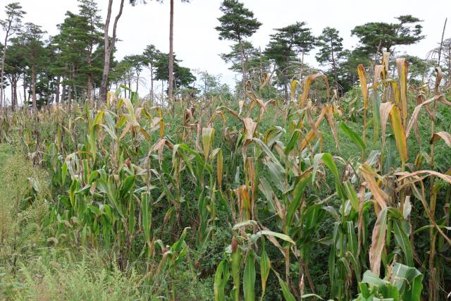 ▲ 24일 강릉 사천면의 한 옥수수밭에 수확하지 못한 옥수수 열매와 잎들이 상해 있다.