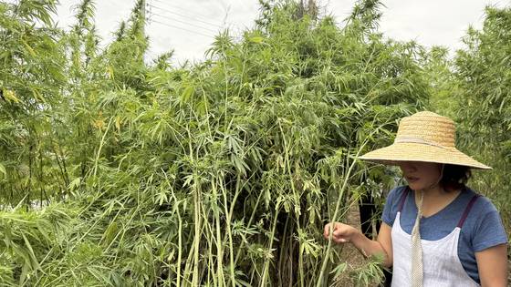 The hmep field in Geumseo village [WOO JI-WON]