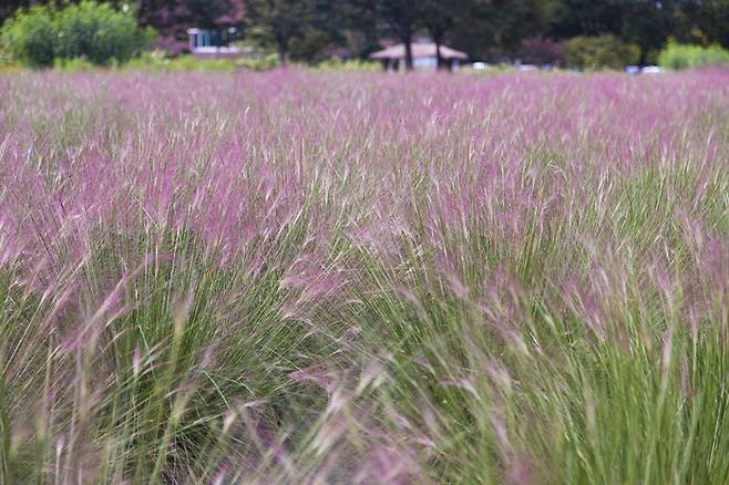 하남 미사경정공원 핑크뮬리. <사진=경기관광공사>