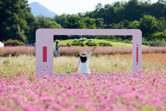 경기 양주의 나리농원에서 오는 26일부터 28일까지 사흘 동안 ‘제7회 천만송이 천일홍 축제’가 열린다. 양주시 제공