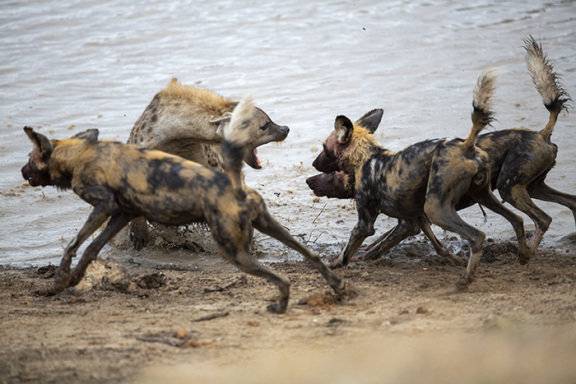 오늘날 정치판은 하이에나 떼가 먹잇감을 둘러싸고 서로 물어뜯으며 쾌감을 얻는 장면을 떠올리게 한다. Gettyimage