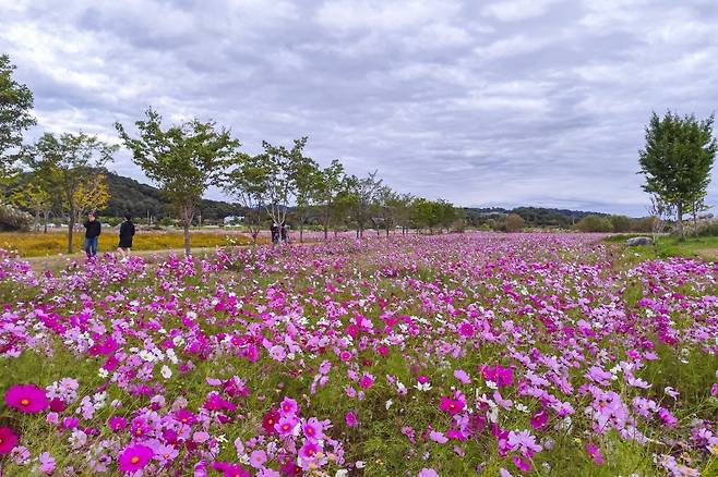 여주 당남리섬 [경기관광공사 제공. 재판매 및 DB 금지]