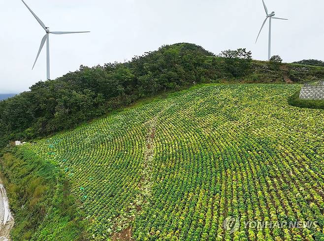 극심 가뭄에 누렇게 변한 강릉 고랭지 배추밭 (강릉=연합뉴스) 양지웅 기자 = 추석 연휴 시작을 1주일여 앞둔 25일 강원 강릉시 왕산면 안반데기의 고랭지 배추가 재난 수준의 기후 영향으로 누렇게 변해 있다. 2025.9.25 yangdoo@yna.co.kr