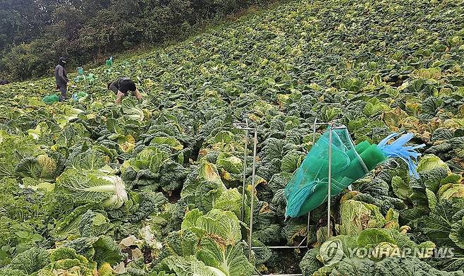 강릉 안반데기 배추 수확…극심 가뭄에 작황 엉망 (강릉=연합뉴스) 양지웅 기자 = 추석 연휴 시작을 1주일여 앞둔 25일 강원 강릉시 왕산면 안반데기에서 농민들이 고랭지 배추를 수확하고 있다. 2025.9.25 yangdoo@yna.co.kr