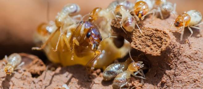 흰개미들이 땅 위에서 흙 등을 굴리고 있다. 게티이미지뱅크 제공