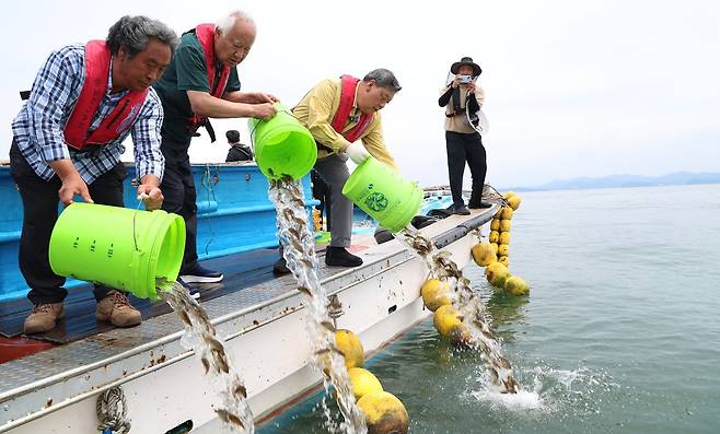 지난 7월 29일 고수온주의보가 발령된 충남 서해 천수만에서 가두리양식장을 운영하는 어민들이 8일 폐사를 막기 위해 조피볼락들을 바다에 풀어주고 있다.[연합]