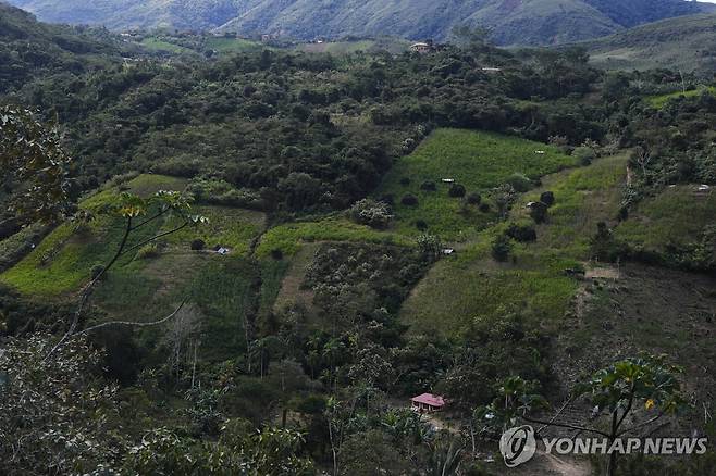 지난달 3일 촬영된 볼리비아 로스융가스 일대 코카 경작지 [AP 연합뉴스 자료사진. 재판매 및 DB 금지]