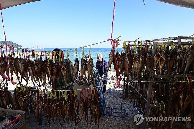 고성통일명태축제장에 등장한 '명태덕장' [연합뉴스 자료사진]
