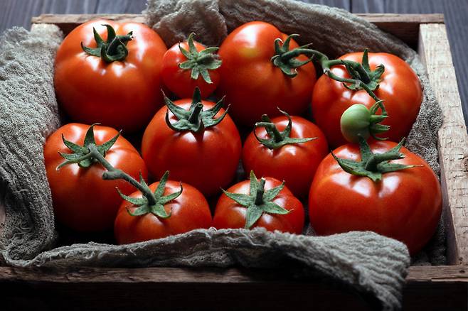 토마토의 펙틴과 타닌산이 위산과 결합하면 용해가 잘 안 돼 소화불량을 유발한다. 사진= 게티이미지뱅크