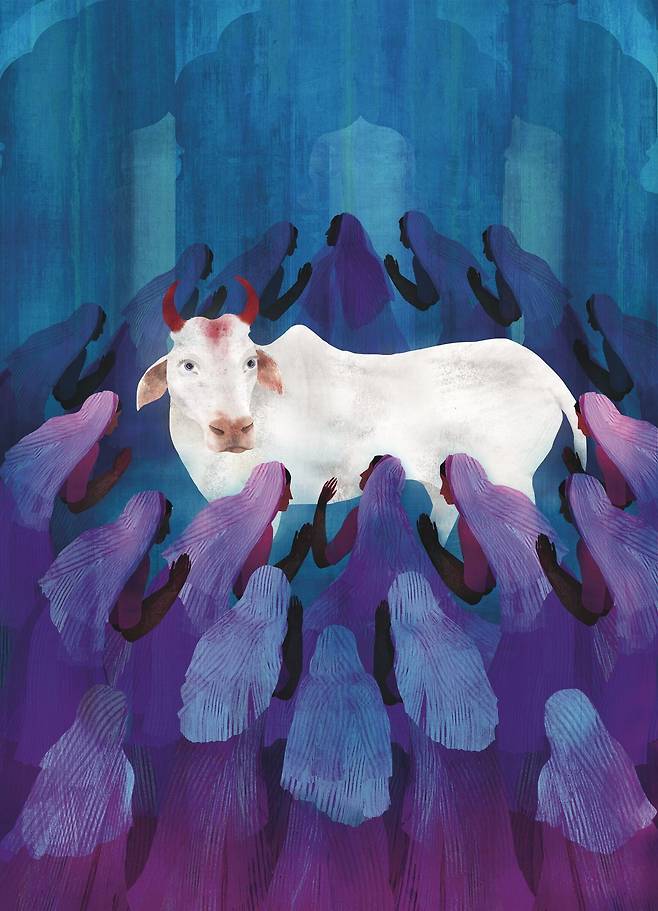 힌두교의 숭배 대상인 흰 소. /원더박스